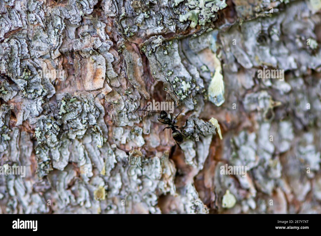 Nahaufnahme der Ameise auf dem Baumrindenhintergrund. Makro-Shoot von Insekten allein gehen Stockfoto