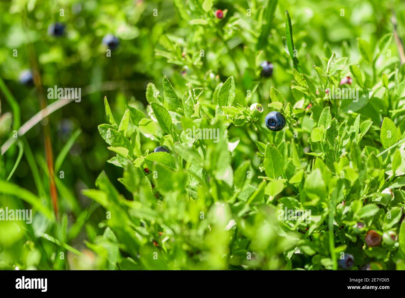 Wilde Heidelbeeren in verschiedenen Stadien der Reifung. Vaccinium myrtillus oder Heidelbeere im Busch wächst hoch auf Berg in Bosnien, Europa, während der sonnigen s Stockfoto