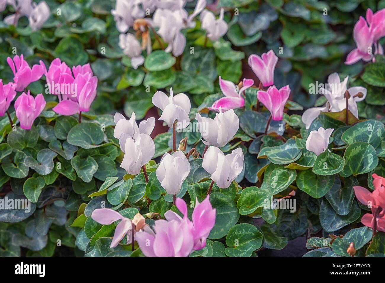 Cyclamen Rosa und weiße Blumen für Balkon, Garten, Park, Zimmer. Heilpflanze Stockfoto