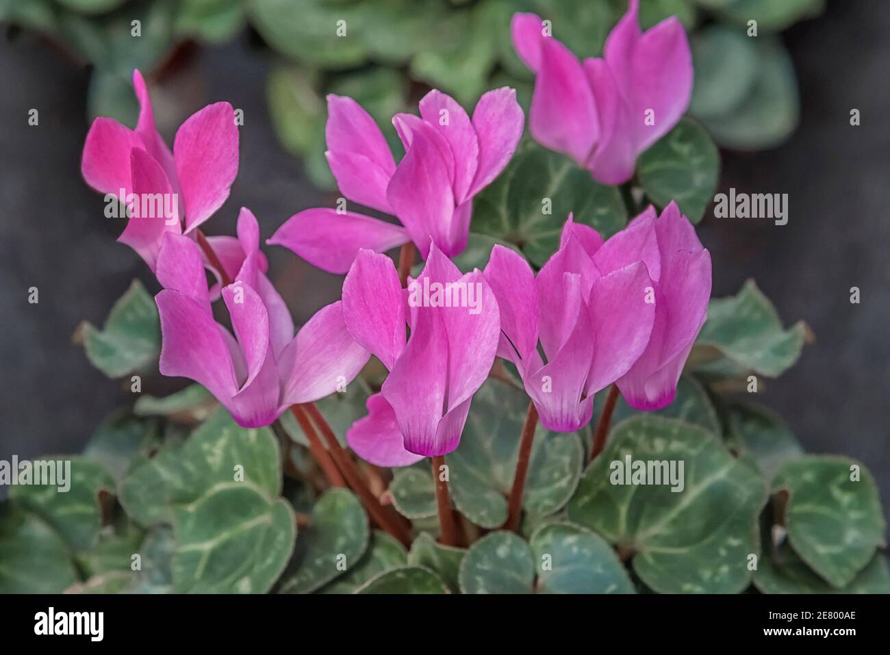 Cyclamen Rosa Blumen für Balkon, Garten, Park, Zimmer Heilpflanze Stockfoto