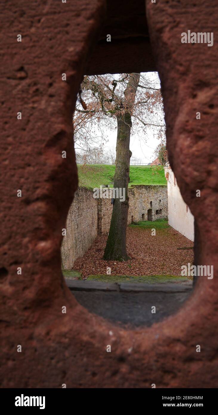 Blick durch eine Schießschelle der Festung Rüsselsheim in die Innenhof des Schlosses mit einem Baum und Wällen Stockfoto