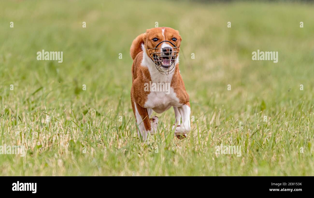 Basenji Hund läuft auf dem Feld auf Köder Coursing Wettbewerb Stockfoto