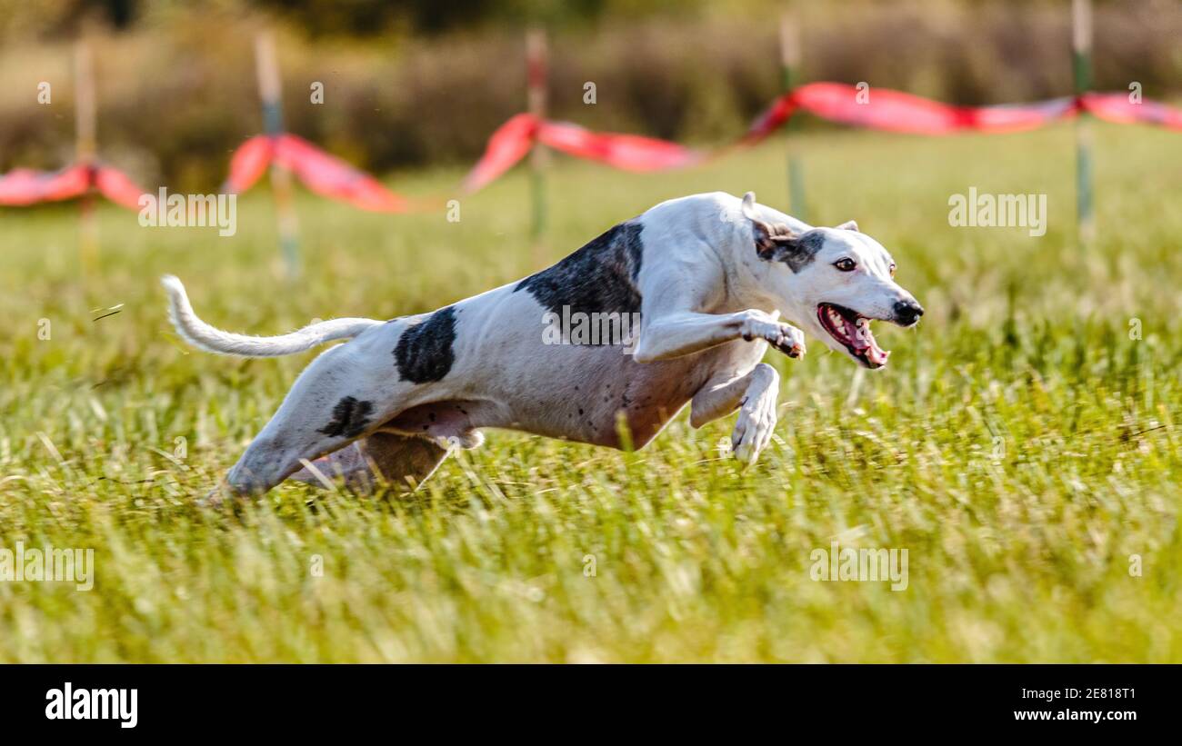 Whippet Hund läuft auf dem Feld auf Lure Coursing Wettbewerb Stockfoto