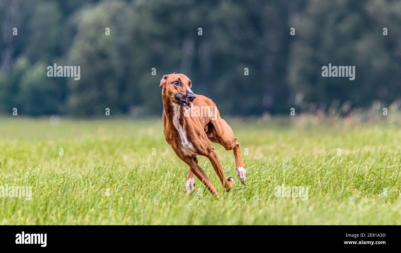 Azawakh Hund läuft auf dem Feld auf Köder Coursing Wettbewerb Stockfoto