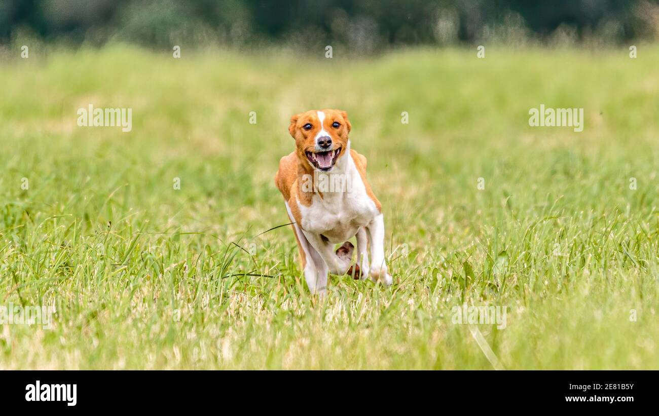 Basenji Hund läuft auf dem Feld auf Köder Coursing Wettbewerb Stockfoto