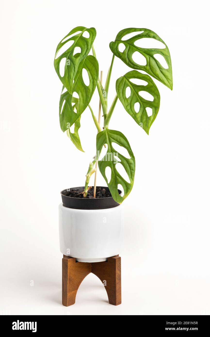 Eine formelle Studioaufnahme der Monstera adansonii Pflanze auf einem weißen Topf mit modernem Design aus der Mitte des Jahrhunderts mit einem Holzständer auf einem schlichten weißen Hintergrund. Stockfoto