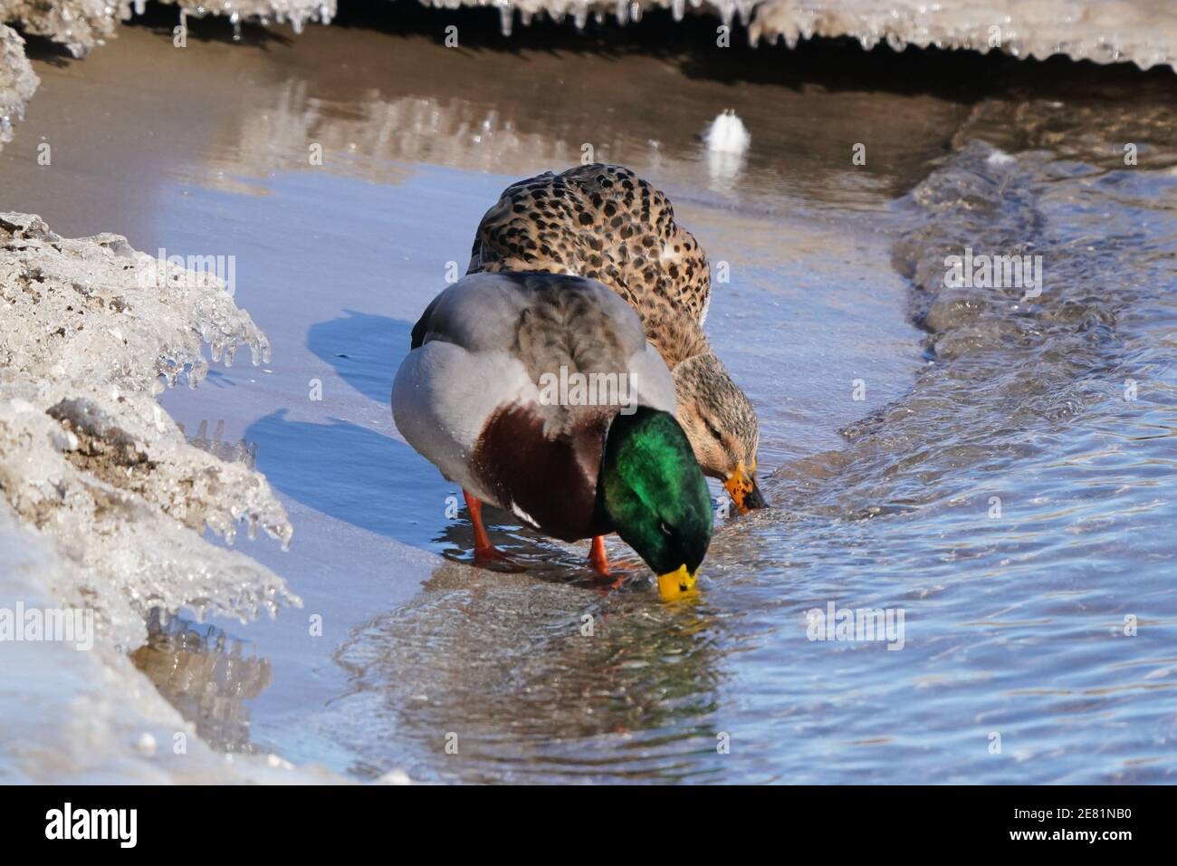 Mallard Enten am See im Winter Stockfoto