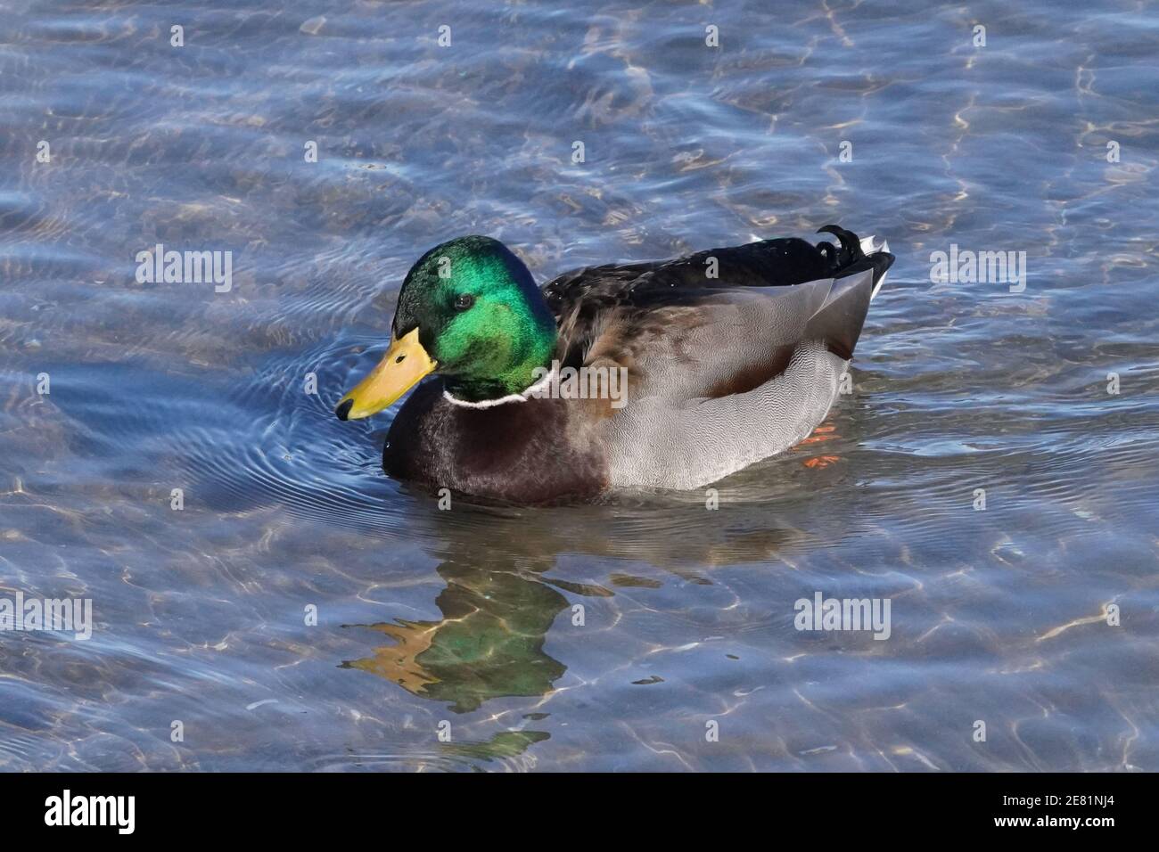 Mallard Enten am See im Winter Stockfoto