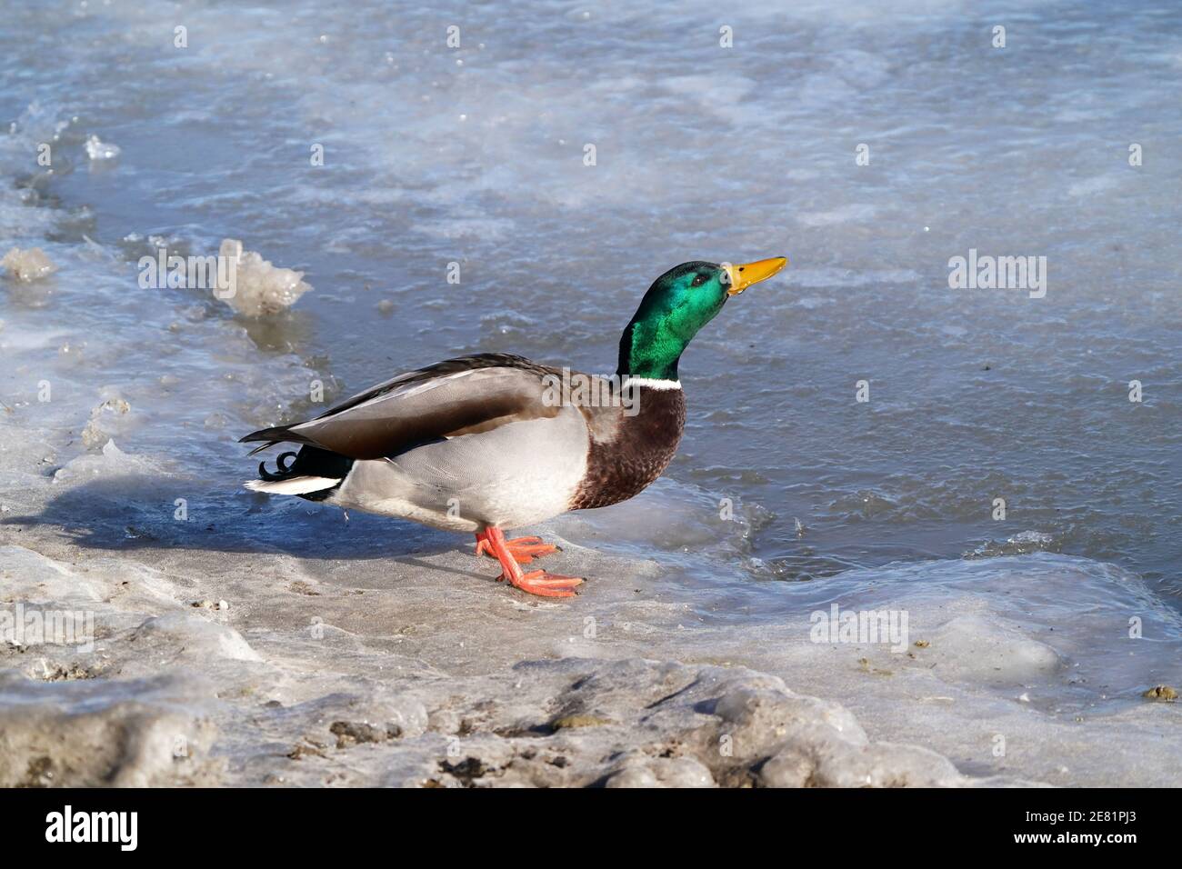 Mallard Enten am See im Winter Stockfoto