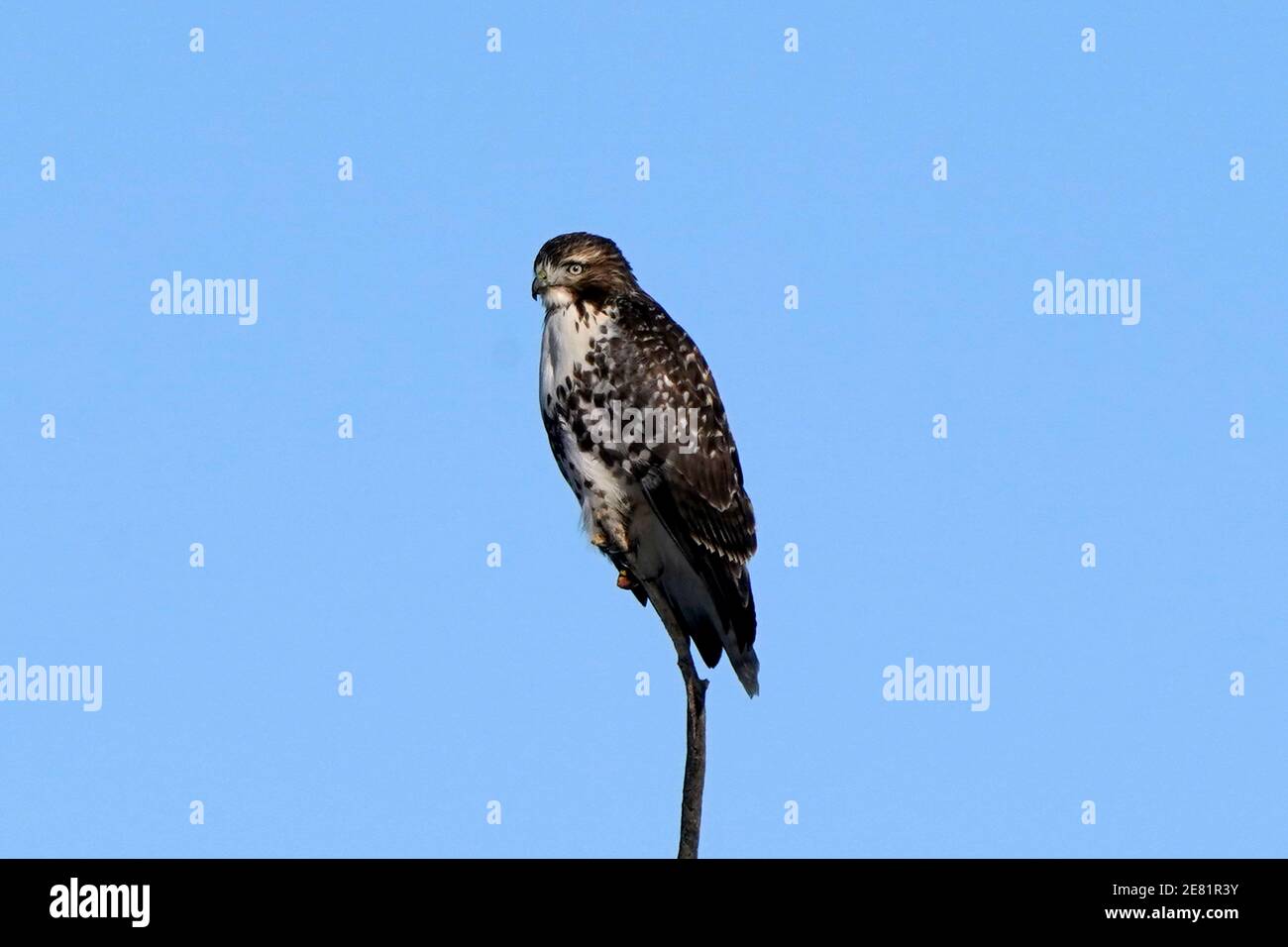 Rote Schwanzente dunkel morph Stockfoto