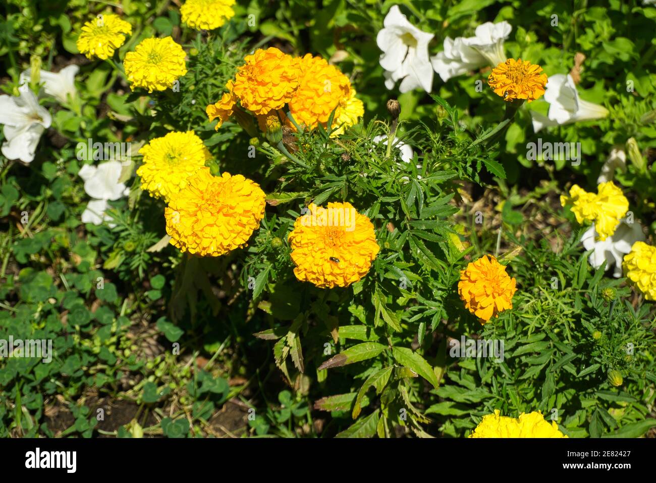 Nahaufnahme der wunderschönen Ringelblume (Tagetes erecta, mexikanische, aztekische oder afrikanische Ringelblume) im Garten. Anlagen anzeigen Stockfoto