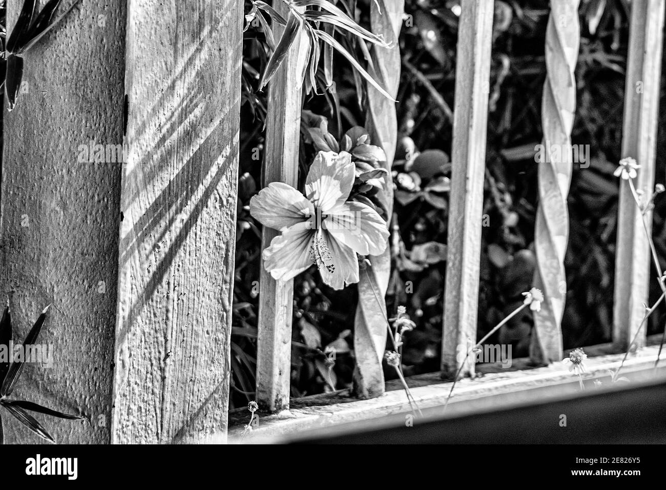 Ein einfarbig rosa Hibiskus wächst durch die alten Eisenschienen der Miami Avenue Bridge. Stockfoto
