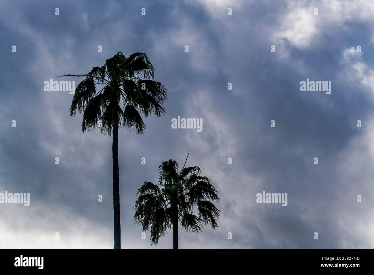 In Cocout Grove in Miami Florida wurden hohe Pametto-Palmen vor stürmischem Himmel silhouettiert. Stockfoto