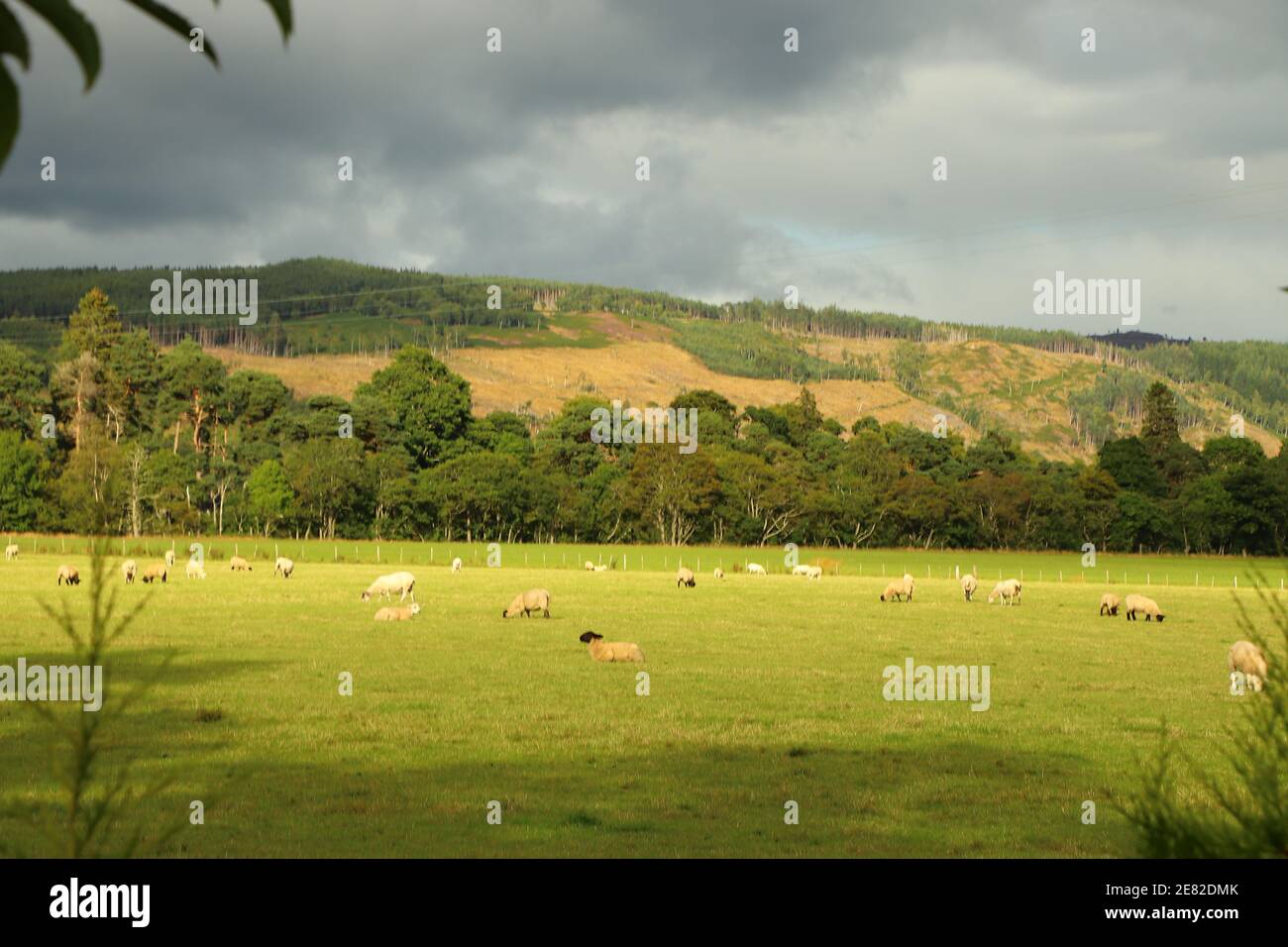 Grasen auf den Feldern im glen Stockfoto