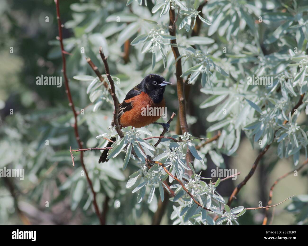 Orchard Oriole 30th. Mai 2015 in der Nähe von Lake Thompson, South Dakota Stockfoto