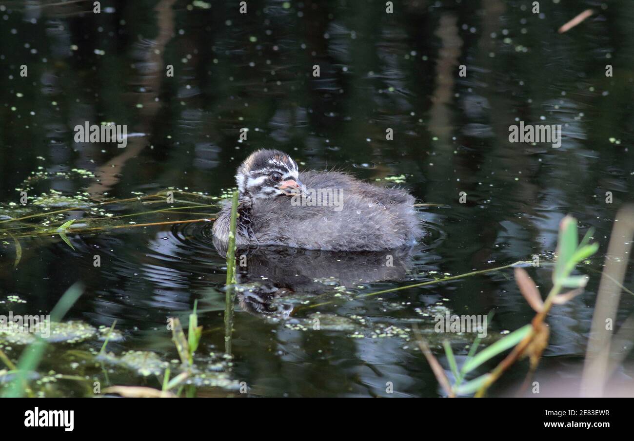 Pied-Billed Grebe 26th. August 2018 Weisensee Slough, South Dakota Stockfoto