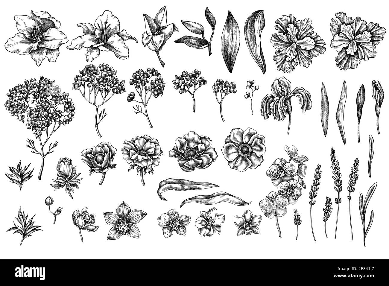 Vektor-Set von Hand gezeichnet schwarz und weiß Anemone, Lavendel, Rosmarin ewig, phalaenopsis, Lilie, Iris Stock Vektor