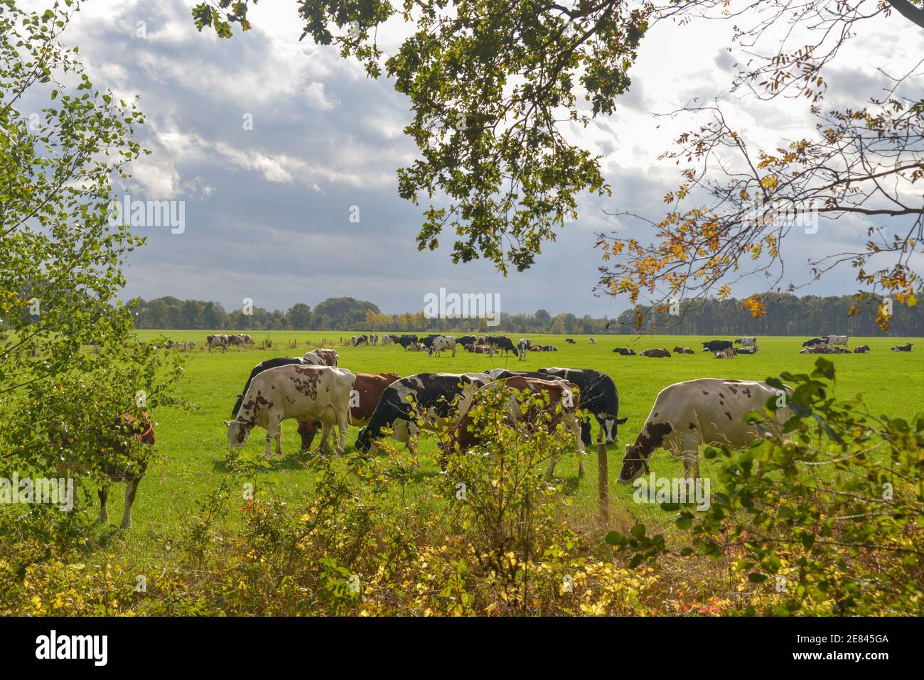 balch und weiße Kühe auf dem Feld in Gelderland, Holland Stockfoto