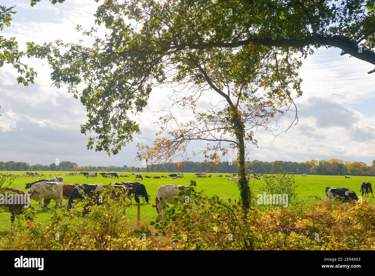 balch und weiße Kühe auf dem Feld in Gelderland, Holland Stockfoto