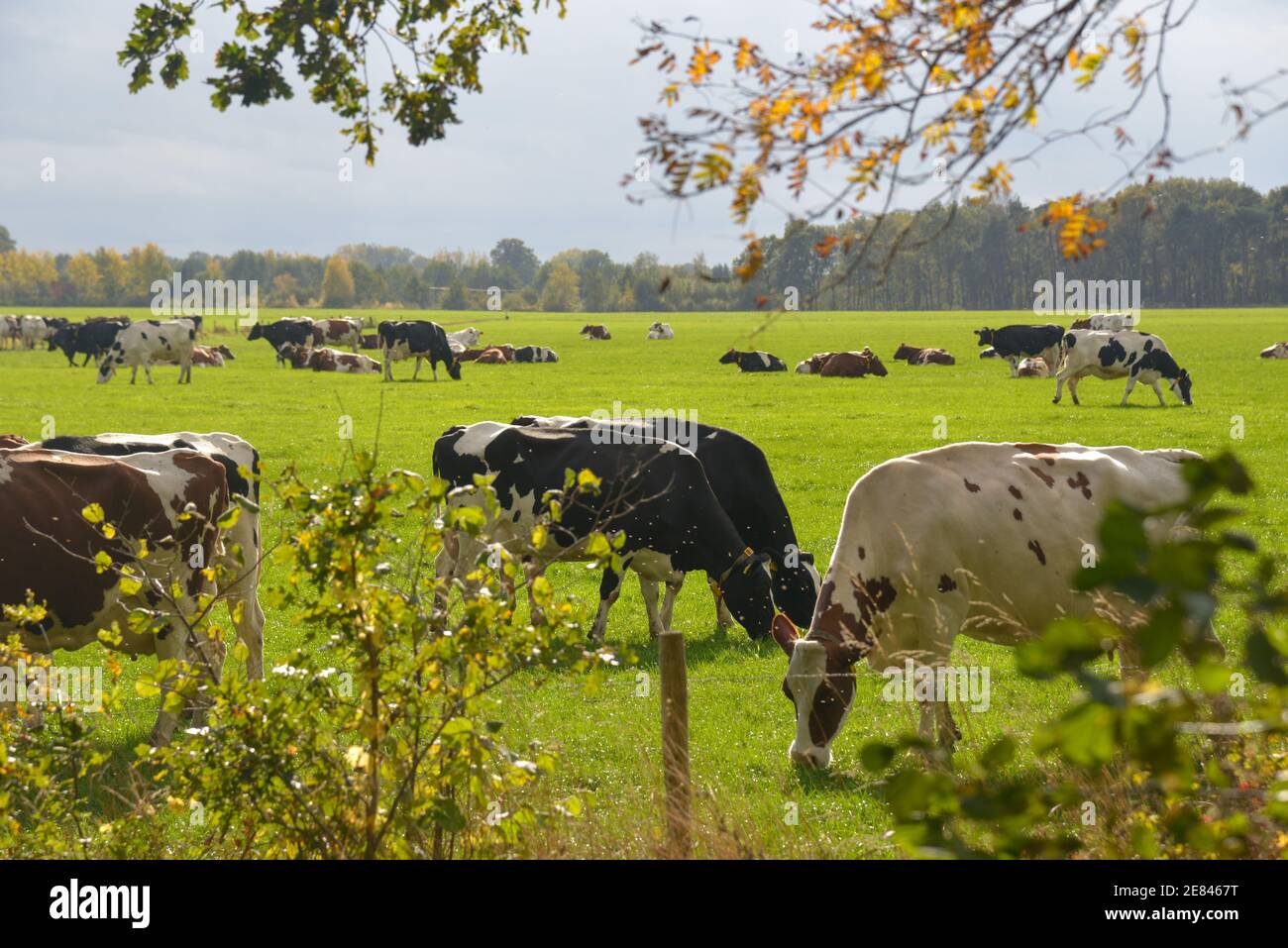 balch und weiße Kühe auf dem Feld in Gelderland, Holland Stockfoto