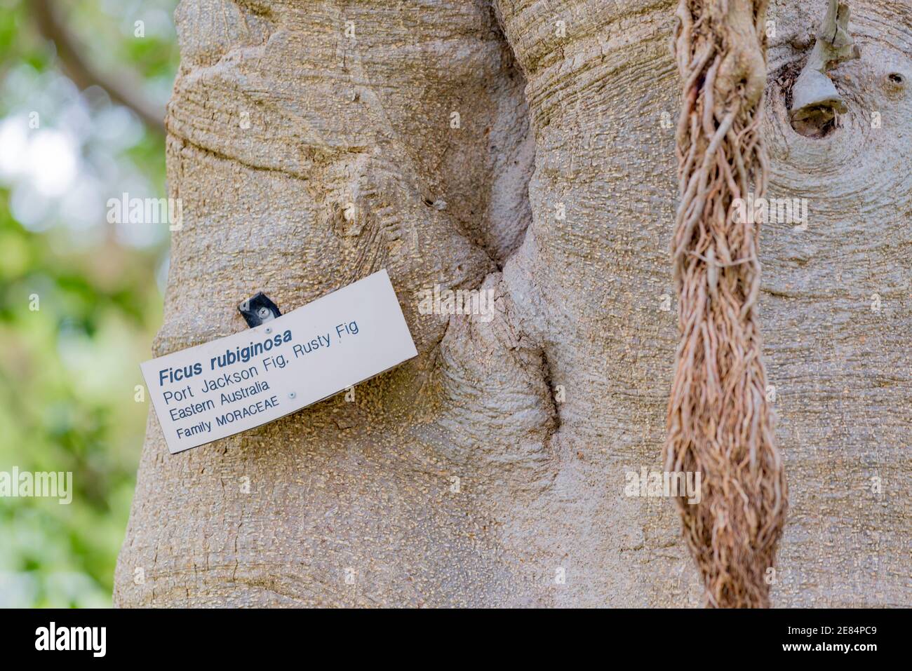 Eine Nahaufnahme des Stammes und der Luftwurzeln eines ausgewachsenen Port Jackson Feigenbaums (Ficus rubiginosa) im Royal Botanic Gardens, Sydney, Australien Stockfoto