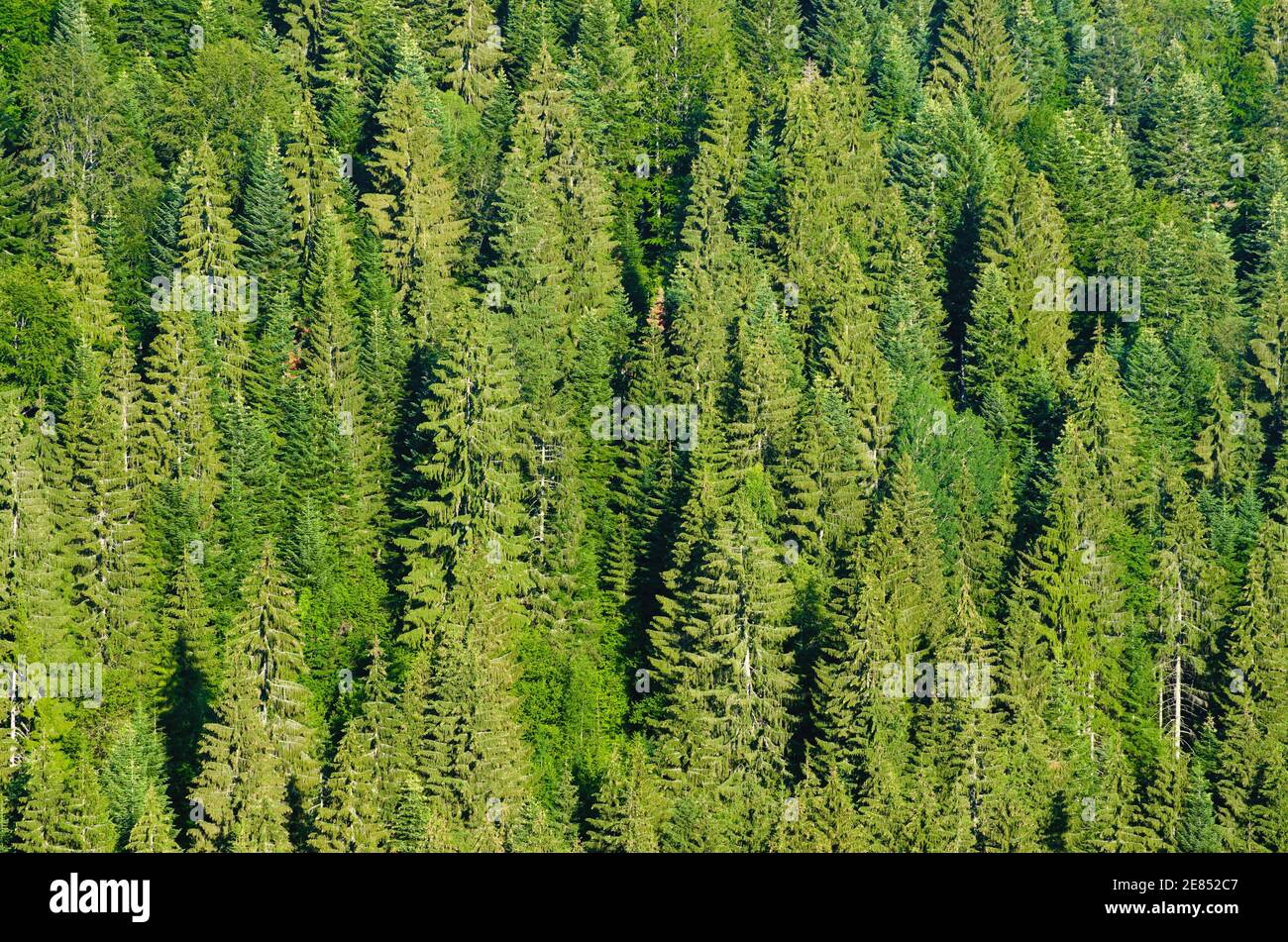 Tannenwald Zlatar Berg, Serbien Stockfoto