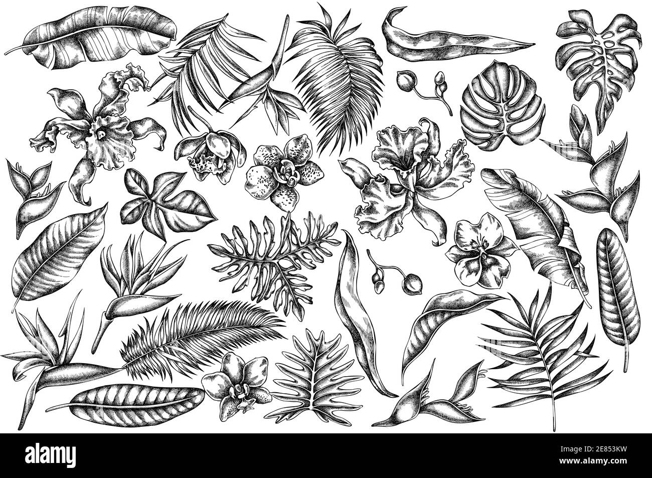 Vektor-Set von Hand gezeichnet schwarz und weiß Monstera, Bananenpalme Blätter, strelitzia, Heliconia, tropische Palmblätter, Orchidee Stock Vektor