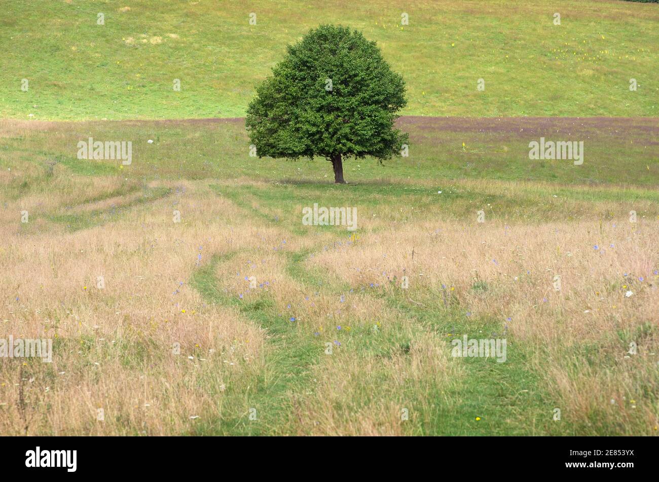 Einsamer Baum auf dem Land im Sommer in Serbien Stockfoto