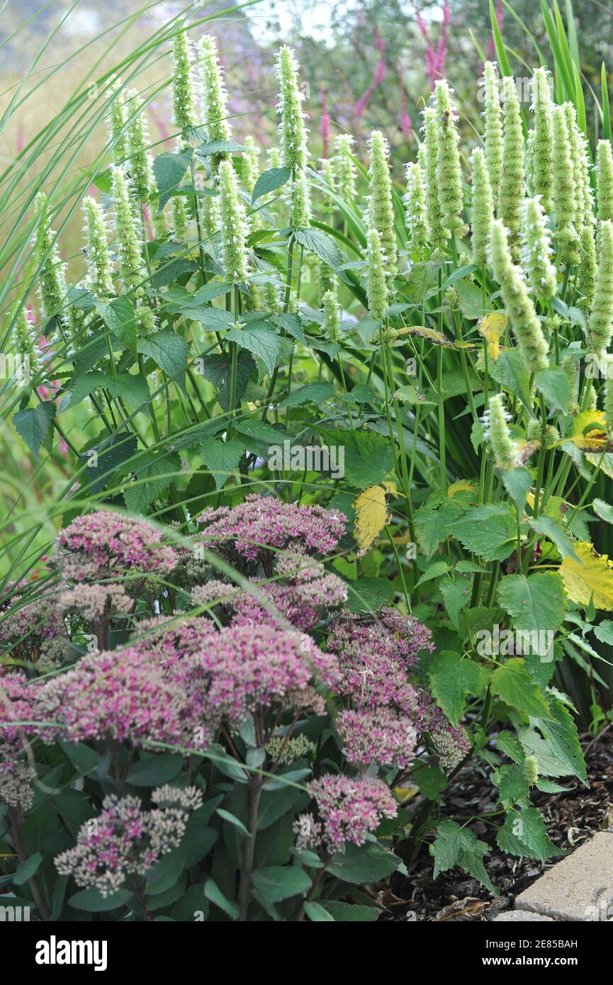 Weiße und grüne koreanische Minze (Agastache rugosa) Alabaster und Sedum Mr. Goodbud blüht im August in einem Garten Stockfoto