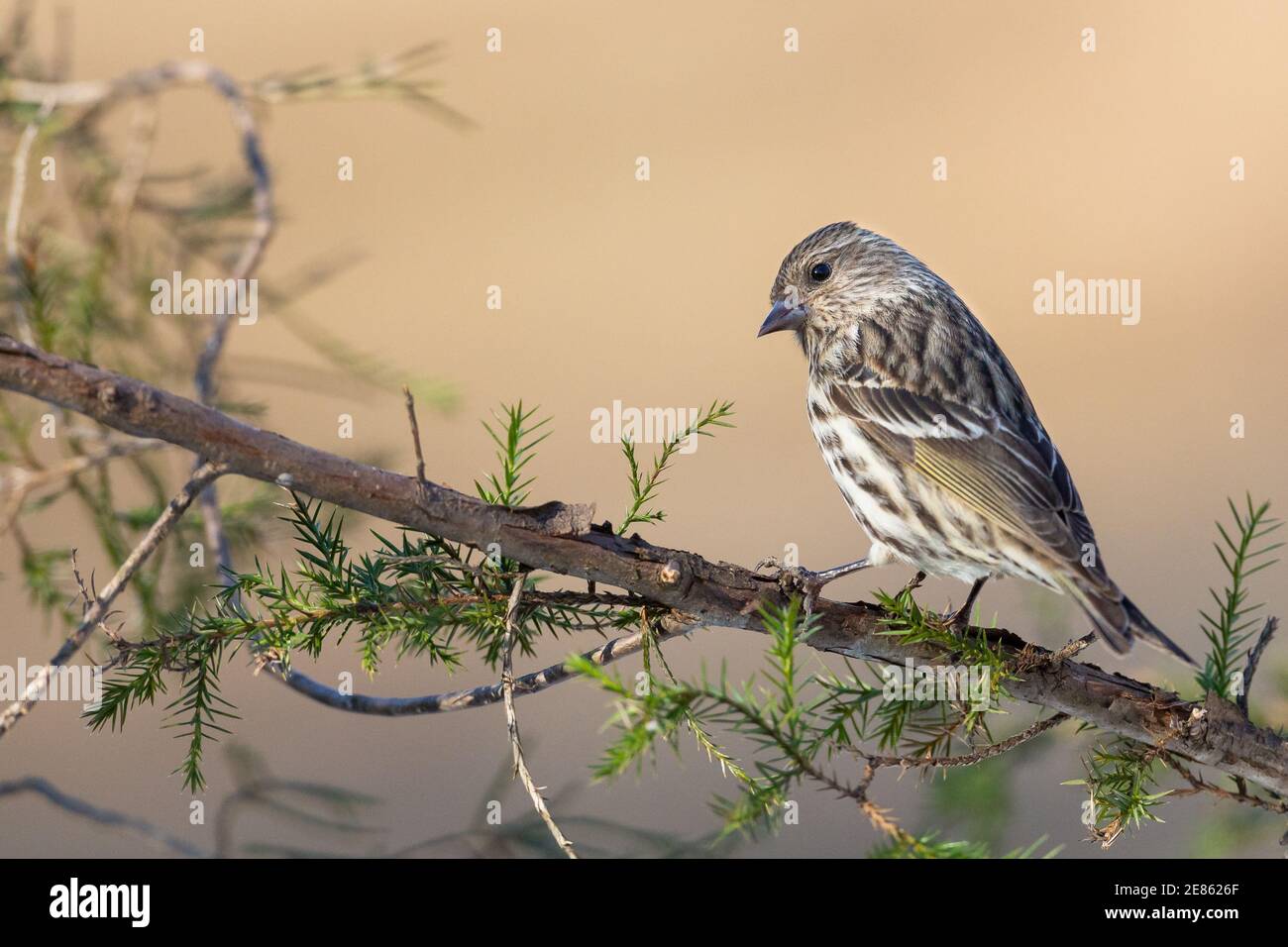 Kiefer Siskin auf Zedernzweig sauberer Hintergrund, Spinus Pinus Stockfoto
