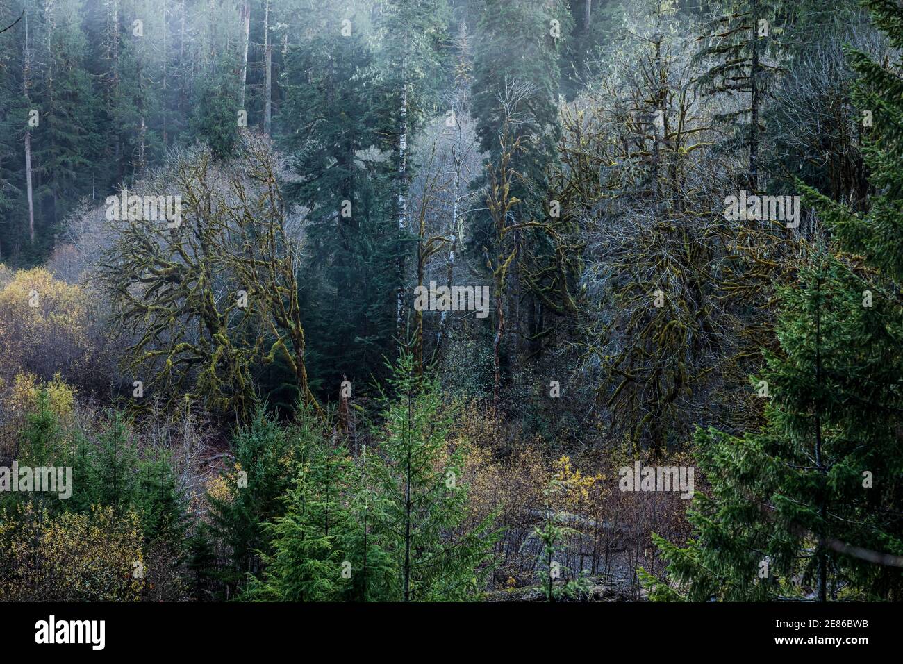 Der Wald entlang des Skokomish Flusses, Staircase Rapids Bereich des Olympic National Park, Washington, USA. Stockfoto