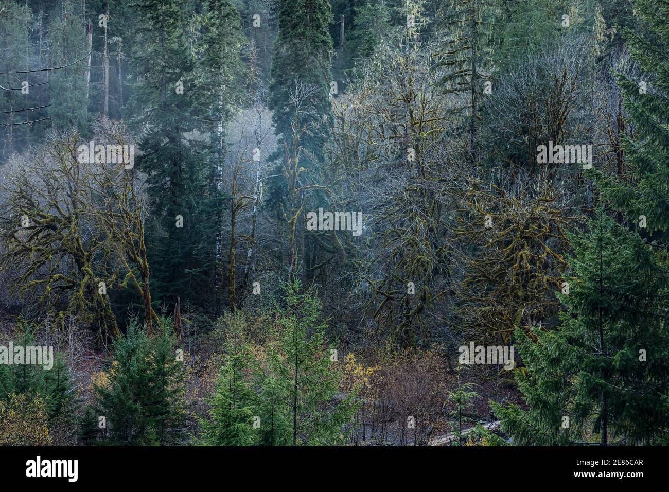 Der Wald entlang des Skokomish Flusses, Staircase Rapids Bereich des Olympic National Park, Washington, USA. Stockfoto