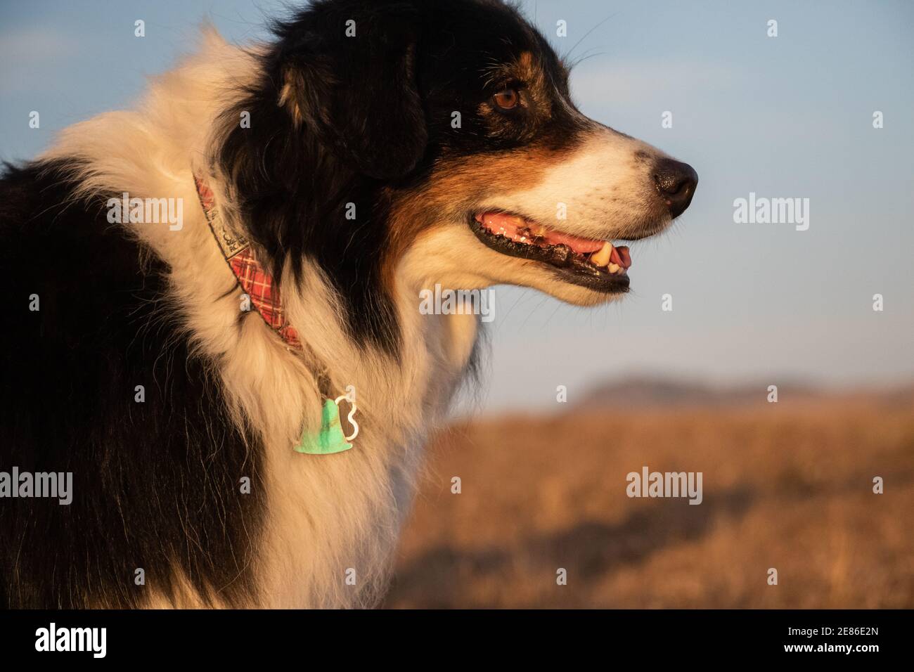 Australian Shepherd Dog Stockfoto