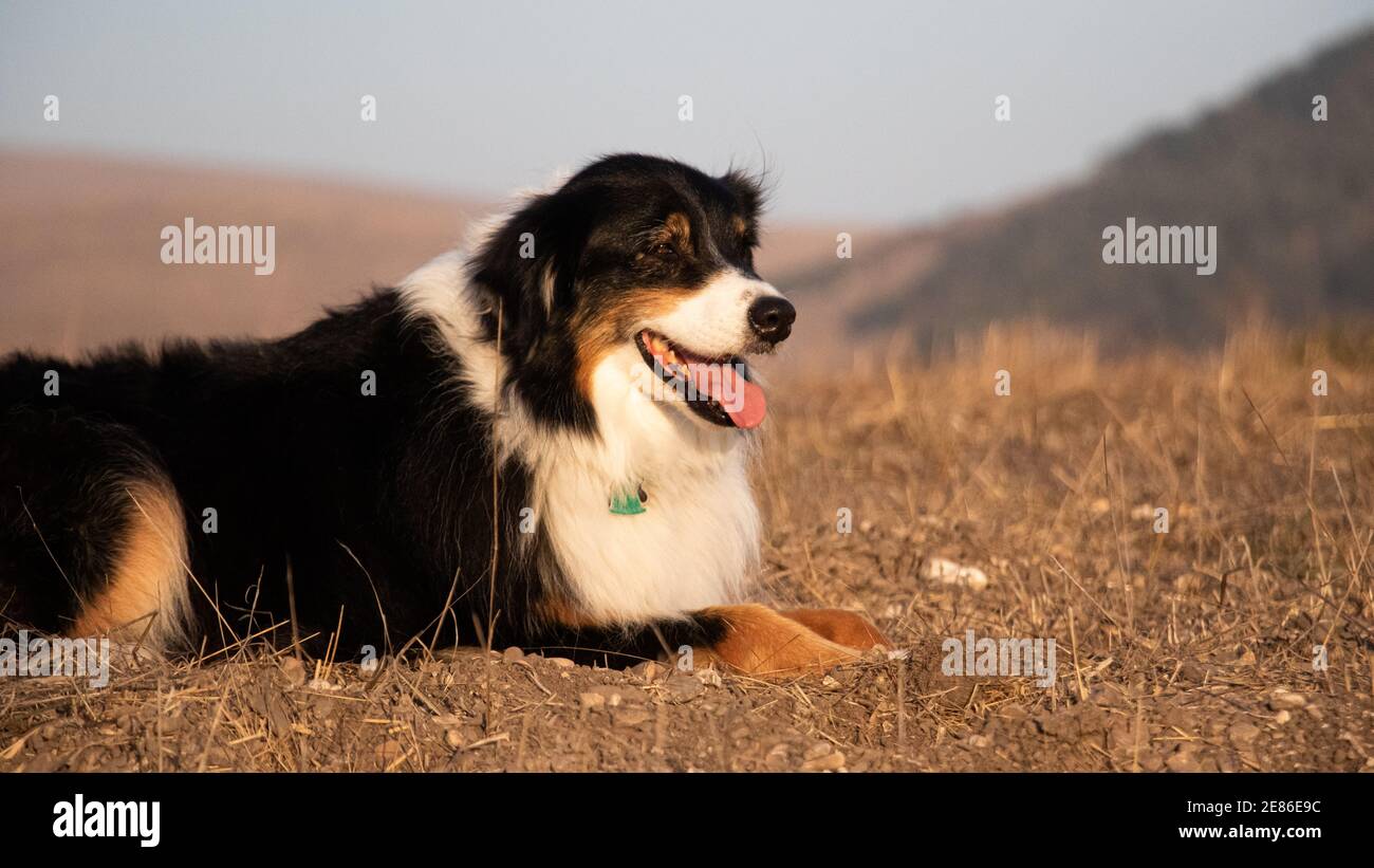 Australian Shepherd Dog Stockfoto