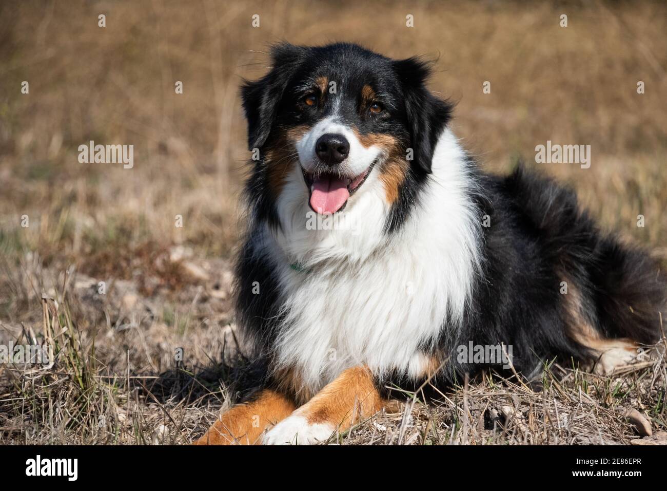 Australian Shepherd Dog Stockfoto