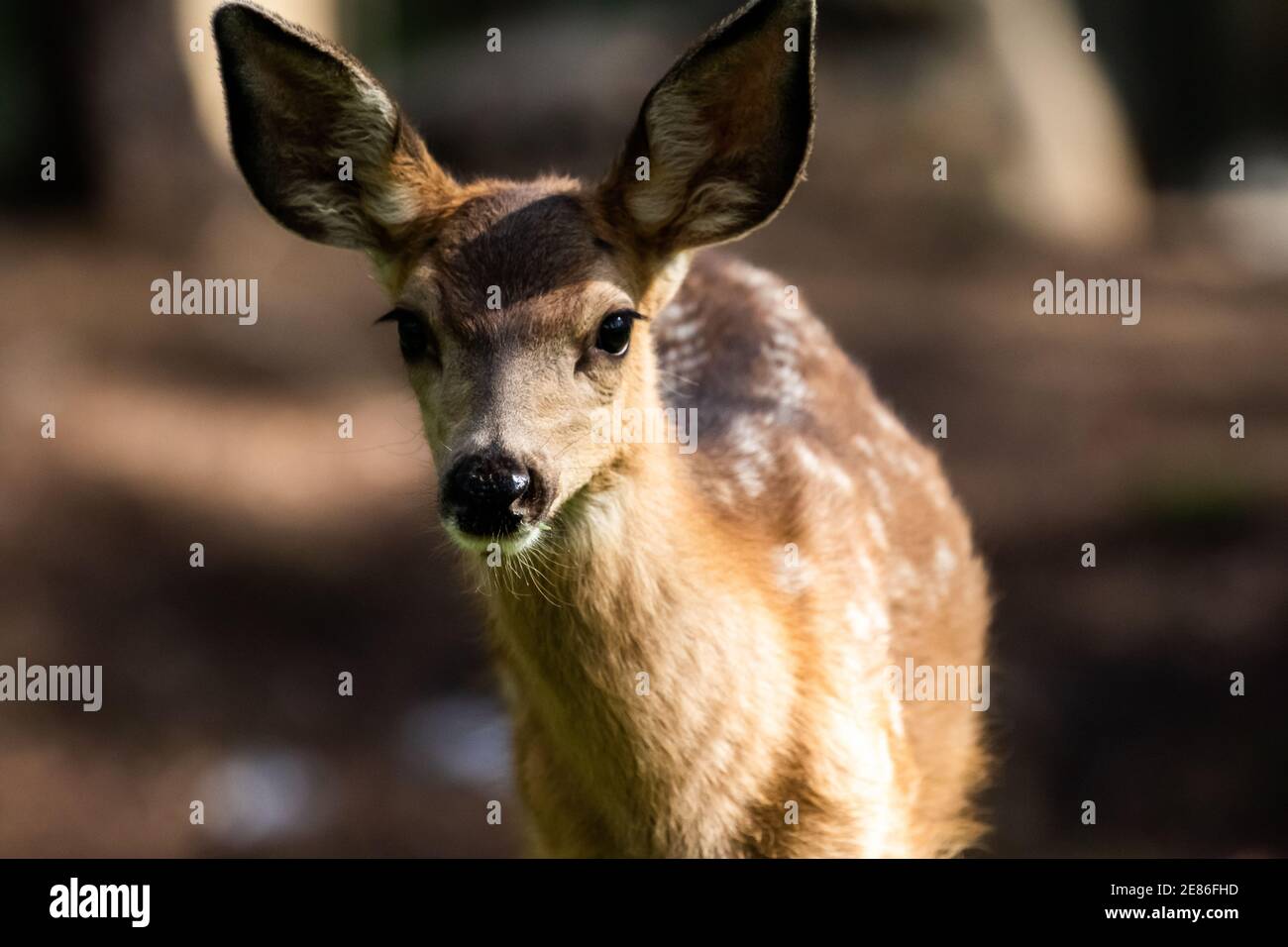 Hirsch in Bozeman MT Stockfoto