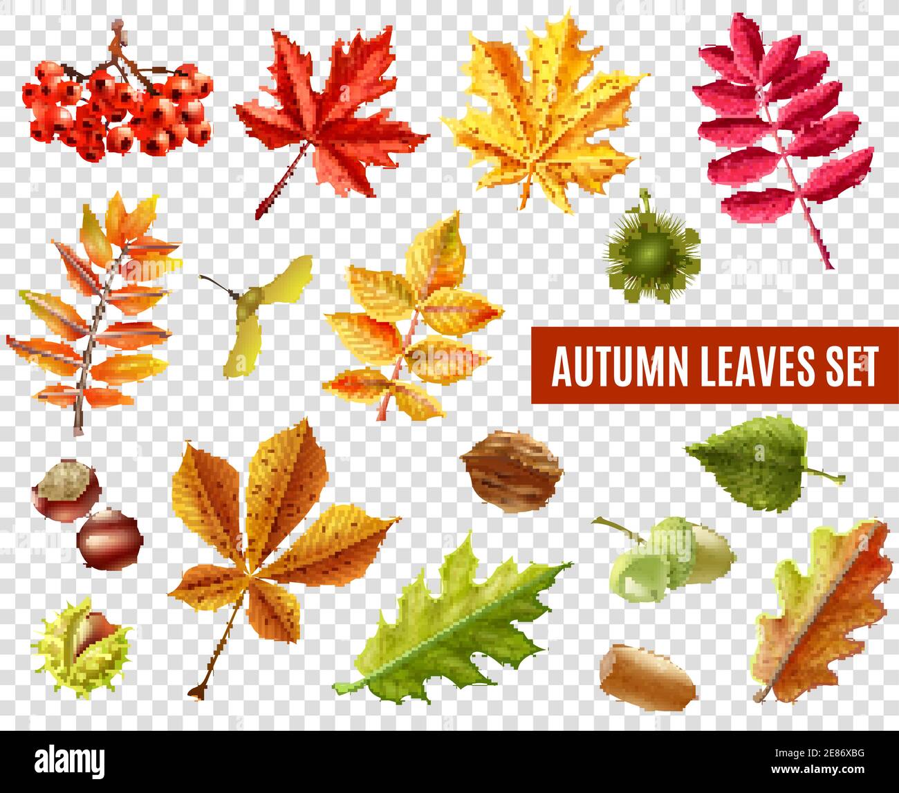 Bunte Herbstblätter von verschiedenen Bäumen Kastanien Eberesche und Eicheln Isoliert auf transparentem Hintergrund flache Vektordarstellung Stock Vektor