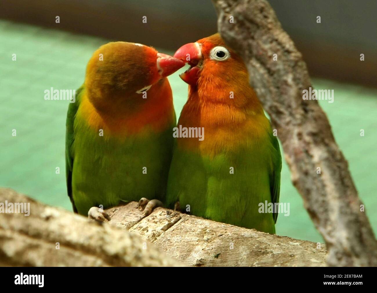 Liebe Vögel sind in einer Zoohandlung am Valentinstag in Riad 14. Februar 2009 gesehen.  REUTERS/Fahad Shadeed (SAUDI Arabien) Stockfoto