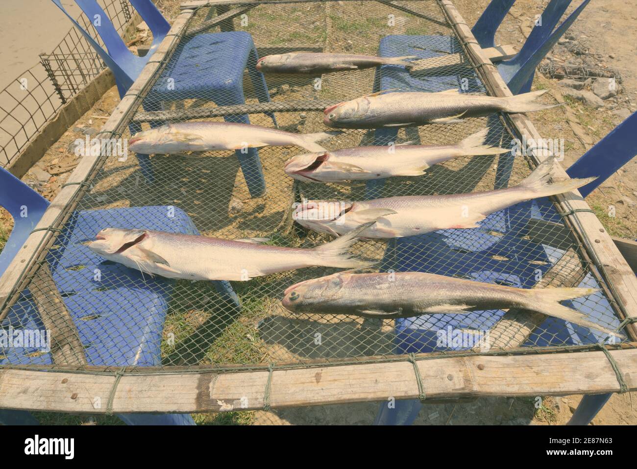 Frisch gefangene Fische legte sich auf die Net unter der Sonne für Bewahrung in der Nähe der Küste am Strand in Hua Hin Thailand zu trocknen Stockfoto