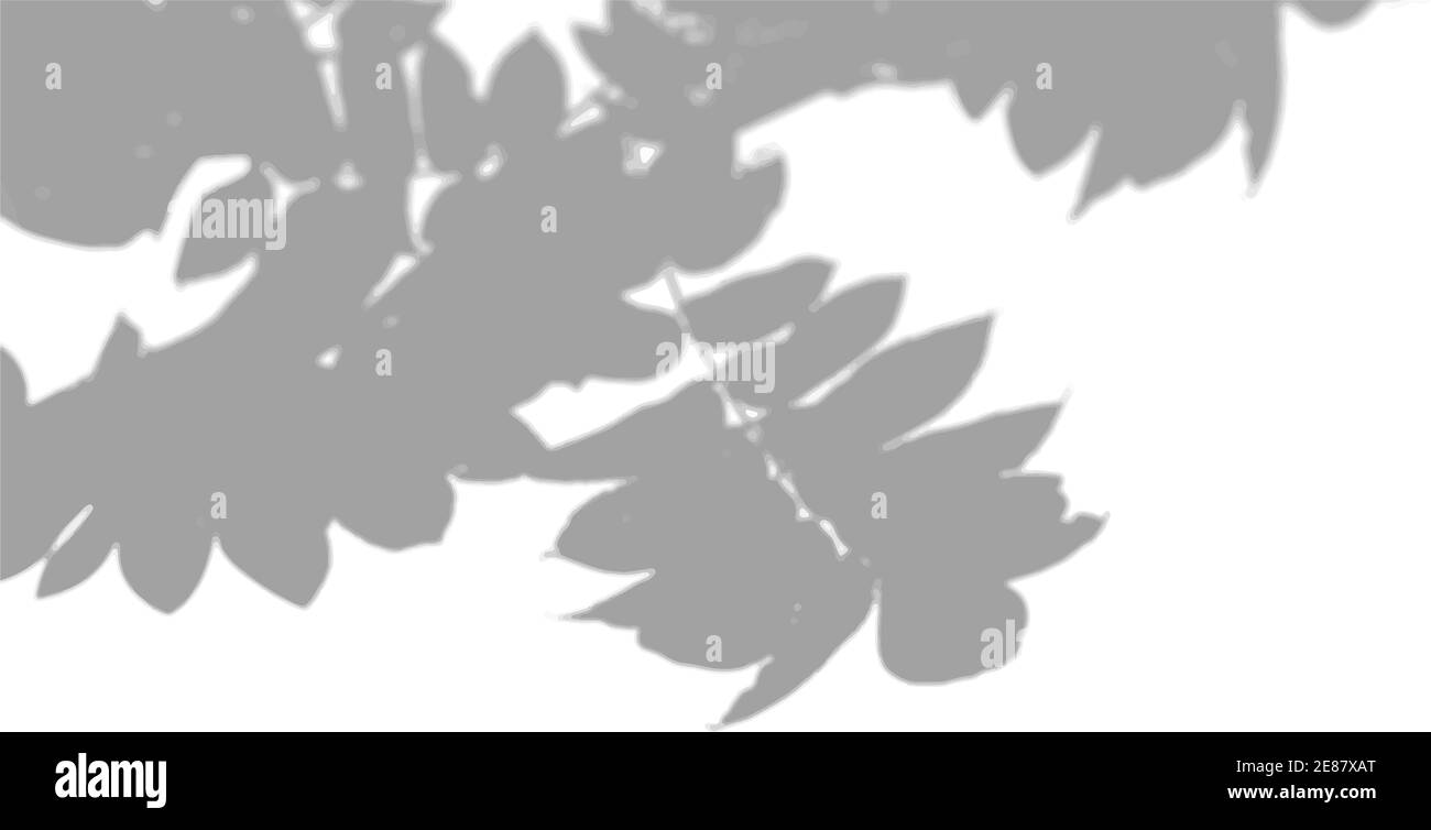 Natürliches Licht wirft Schatten von einem Rowan-Zweig auf einen weißen isolierten Hintergrund. Der Effekt von Schatten. Transparentes weiches Licht und Schatten von Stock Vektor