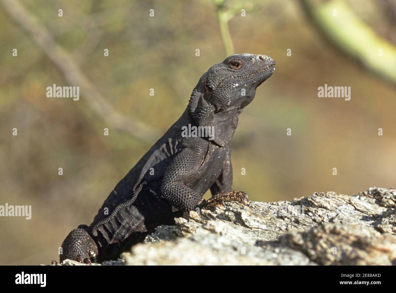 Gewöhnlicher Chuckwalla (Sauromalus ater) Stockfoto