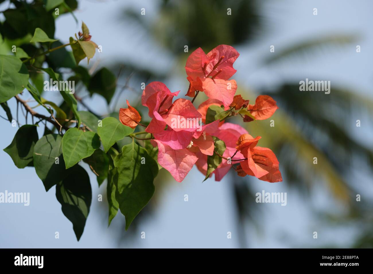 Indonesien Bali Pekutatan - Rote Bougainvillea Blumen Stockfoto