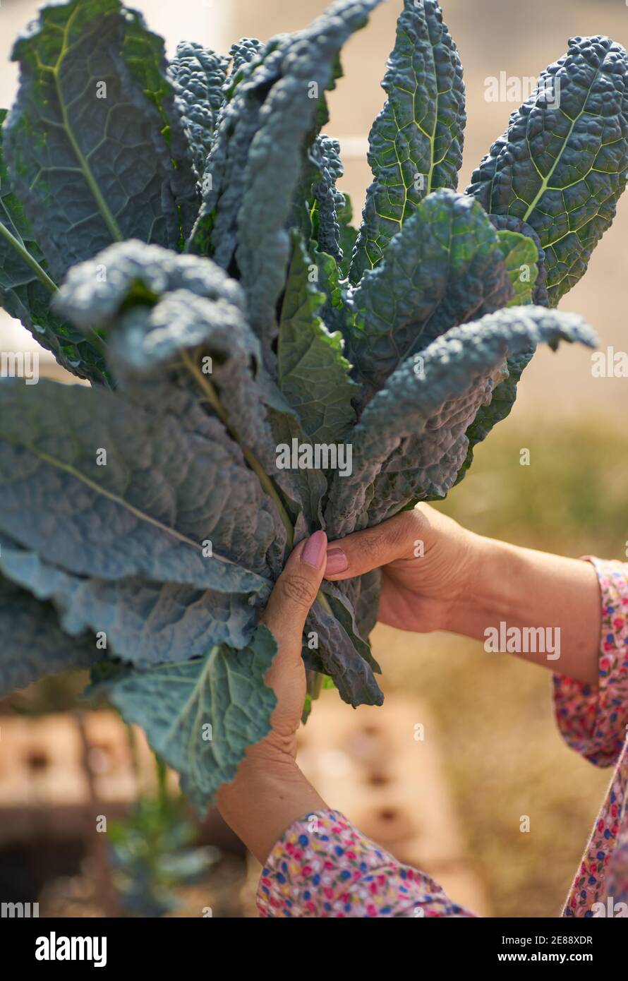 Eine Frau, die ein Bündel Grünblätter hält Stockfoto