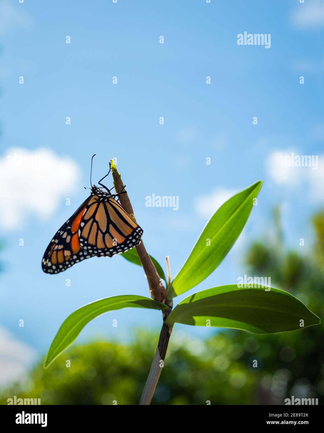 Monarchschmetterling (danaus plexippus), der gerade aus dem Chrysalis-Kokon hervortritt und seine zarten Flügel gegen den sonnigen blauen Himmel trocknet. Vertikales Format. Stockfoto