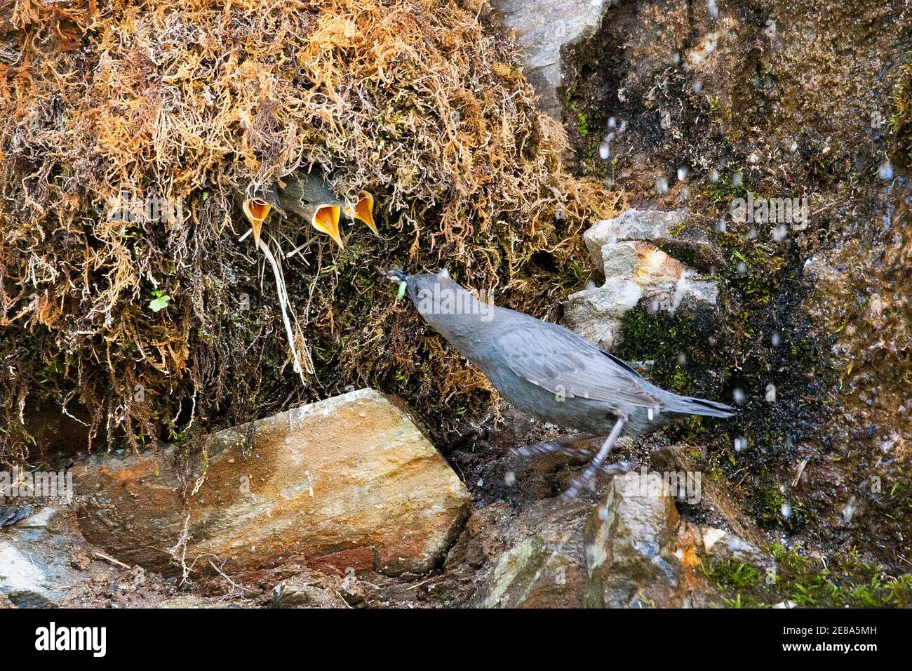 Amerikanischer Dipper (Cinclus mexicanus) füttert Jungtiere in seinem Nest im Denali-Nationalpark, Alaska Stockfoto