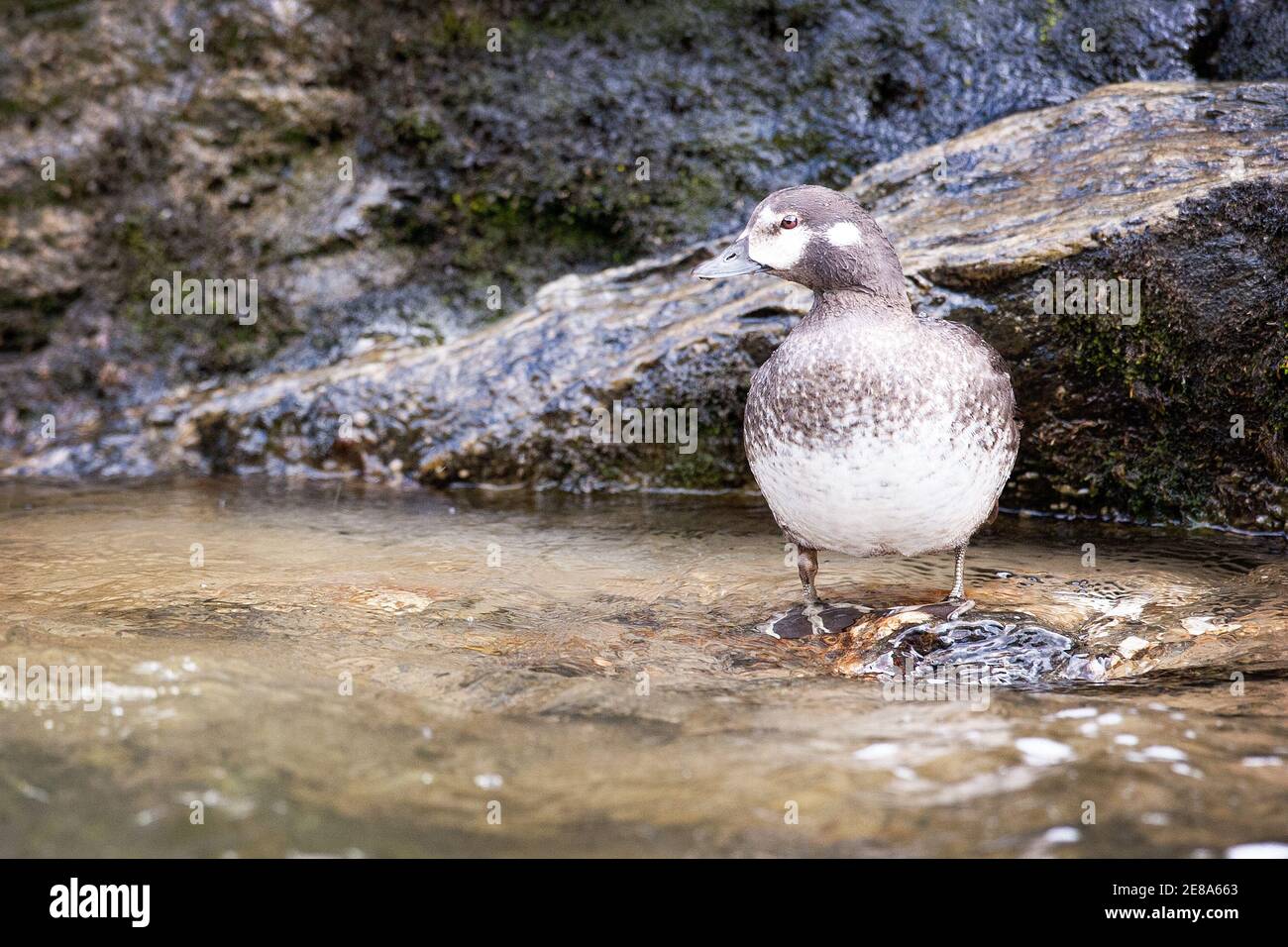 Eine Harlequin-Ente (Histrionicus histrionicus) im Moose Creek, Denali National Park, Alaska Stockfoto