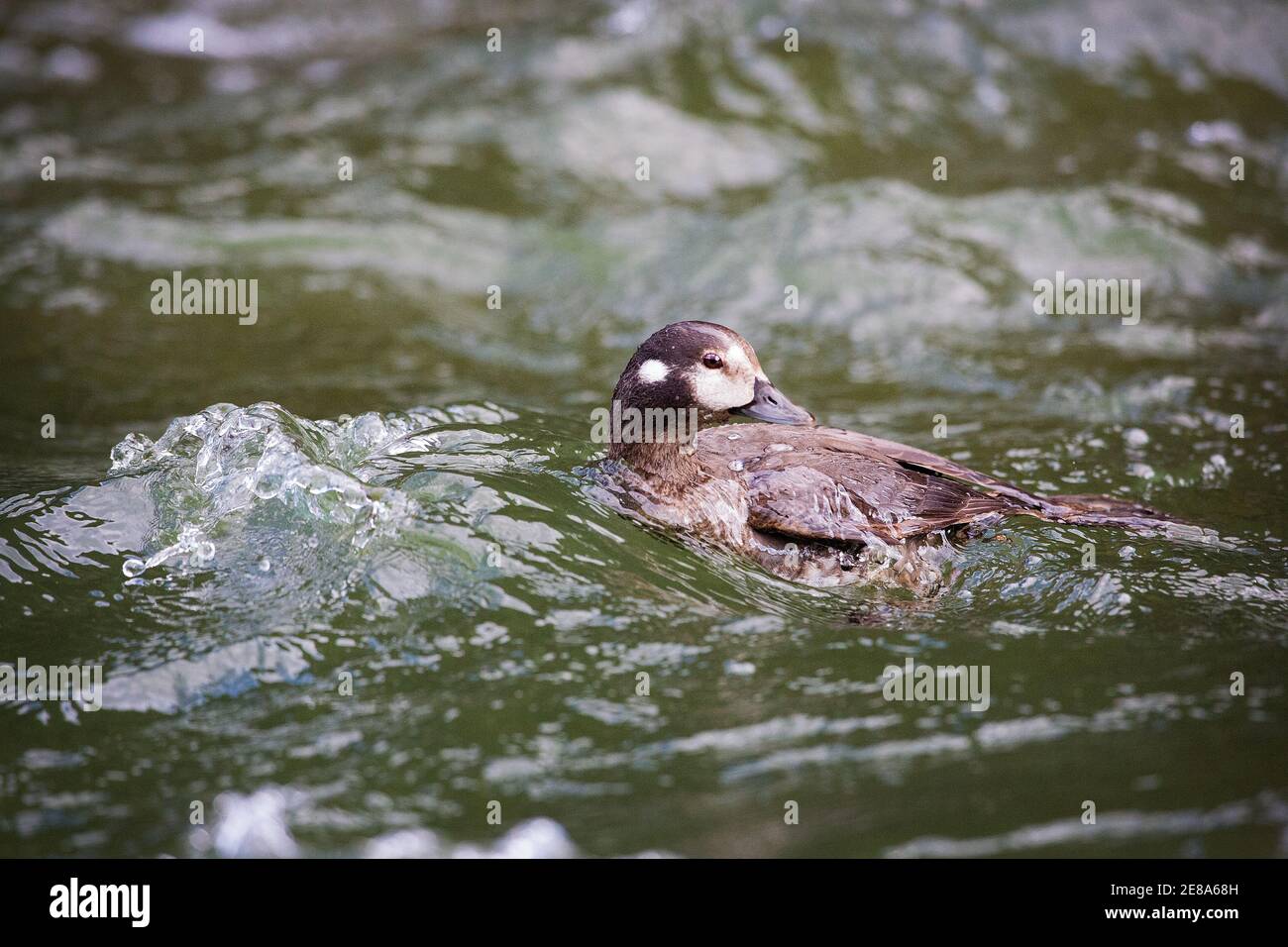 Eine Harlequin-Ente (Histrionicus histrionicus) im Moose Creek, Denali National Park, Alaska Stockfoto