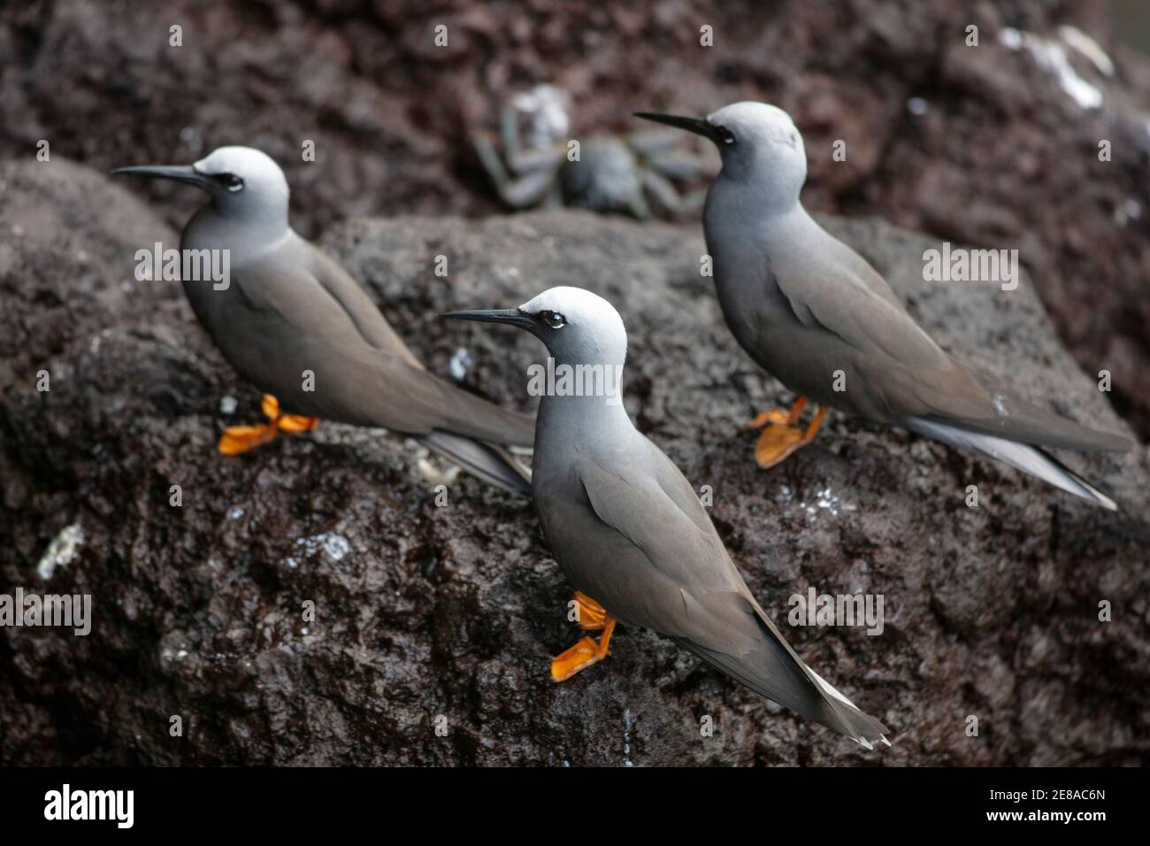 Three Brown Noddy oder Common Noddy (Anous stolidus) ist ein Seevögel aus der Familie der Laridae Stockfoto