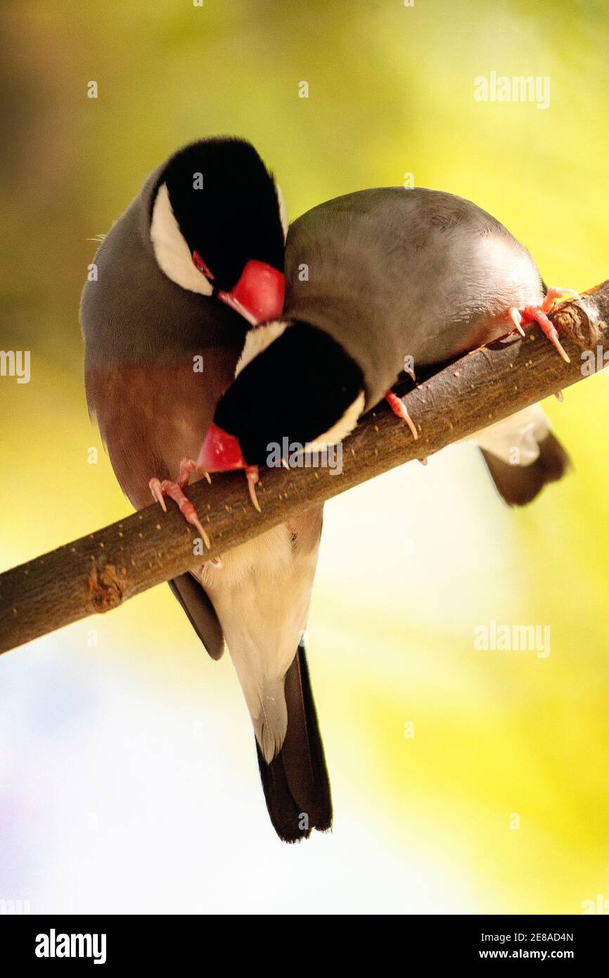 Ein Paar Java-Spatzen (Padda oryzivora), auch bekannt als Java-Finke, Java-Reisspatel oder Java-Reisvogel Stockfoto