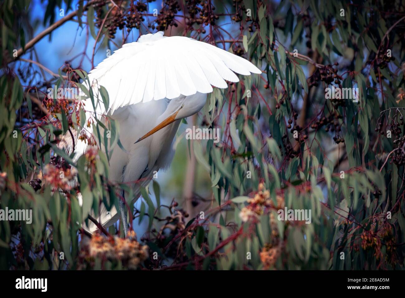 A Great Egret (Ardea alba) im Ed Levin County Park in Milpitas, Kalifornien Stockfoto